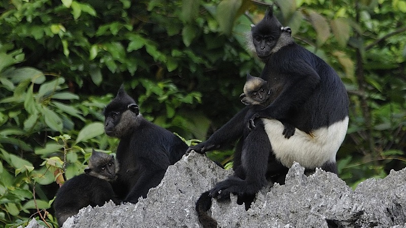 Langur Delacour