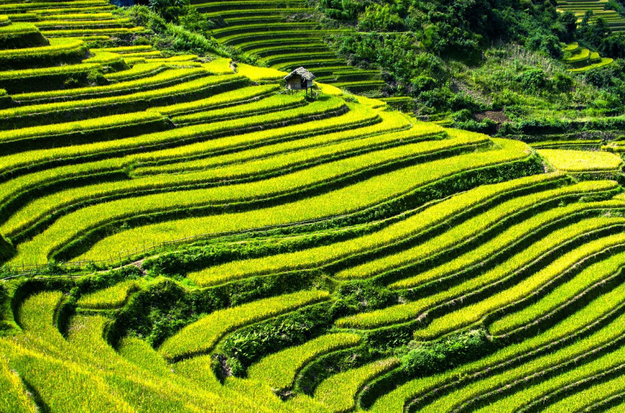 Quand visiter les rizières du Nord Vietnam ?