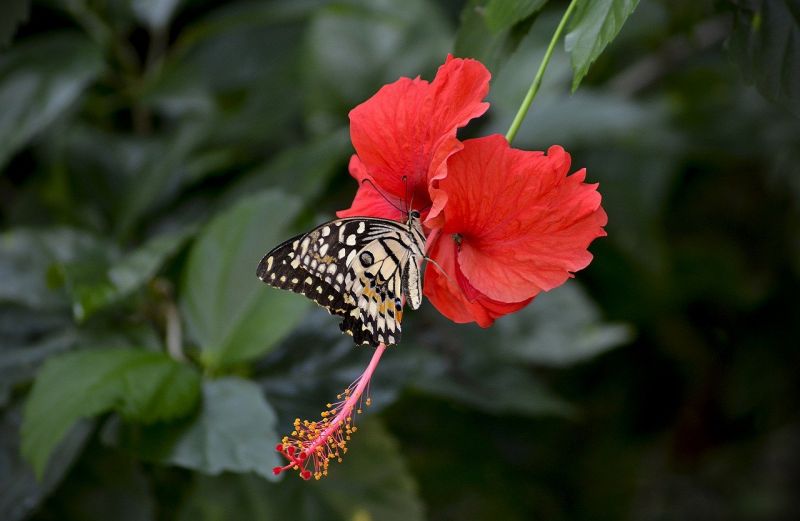 La biodiversité au Vietnam