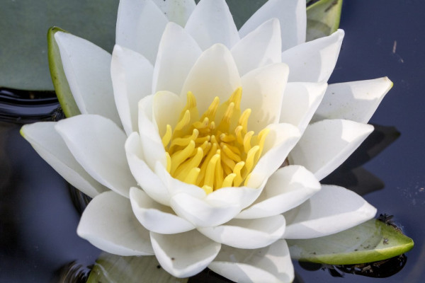 Le lotus : la fleur nationale du Vietnam
