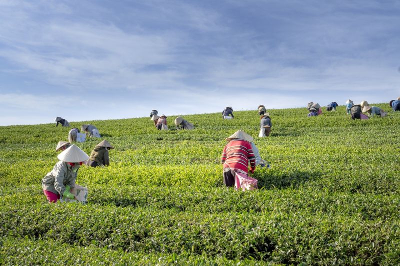 Le thé du Vietnam