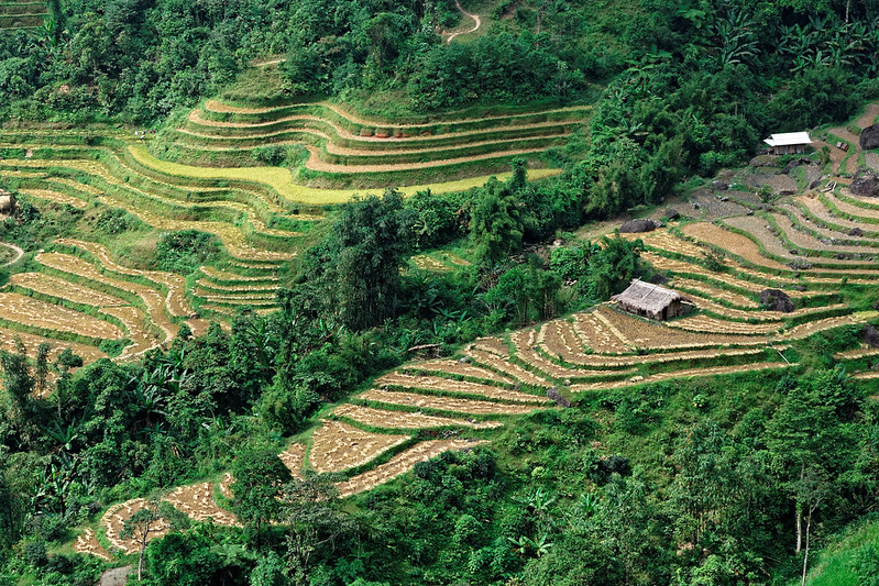 Bac Ha Rizières