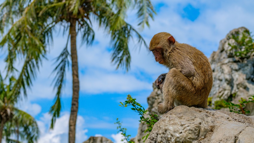 bigstock Macaque Sits On A Stone In The SM