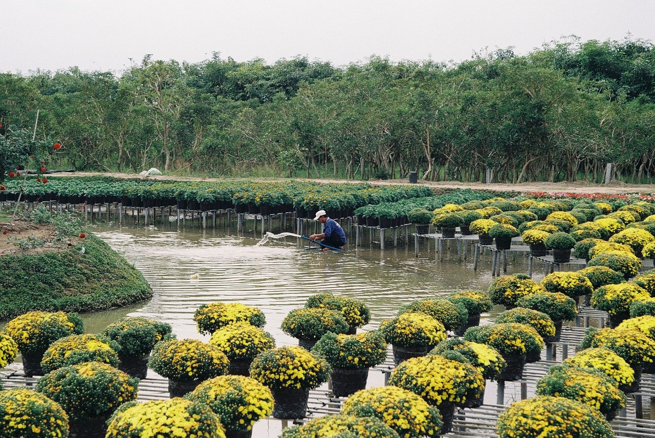 Sadec flowers