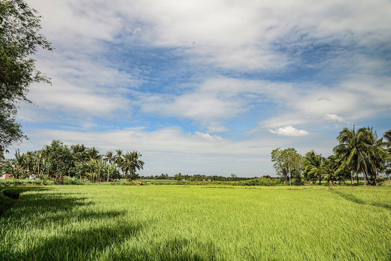 rice field Ben Tre
