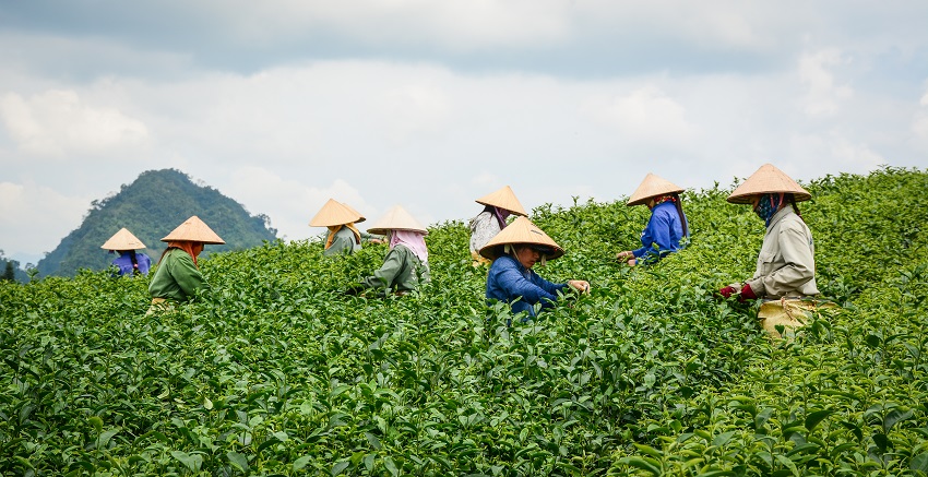 bigstock Tea Plantation On Moc Chau Pla SM