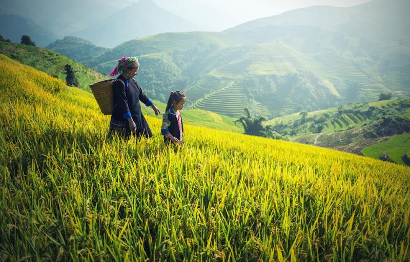 Mu Cang Chai