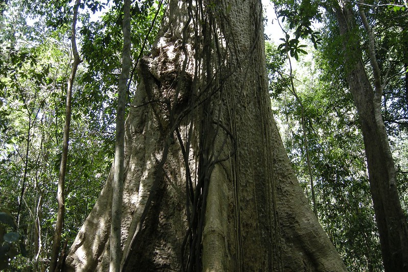 Cat tien trees