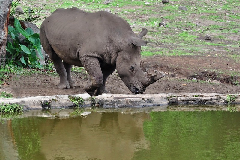 Nam Cat Tien Java Rhino