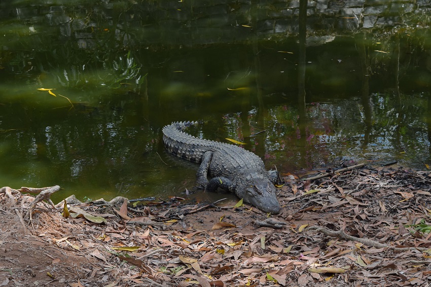 cat tien crocodile