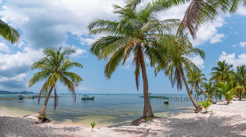 bigstock Palm Trees On A Beach The Fis 295239523 SM