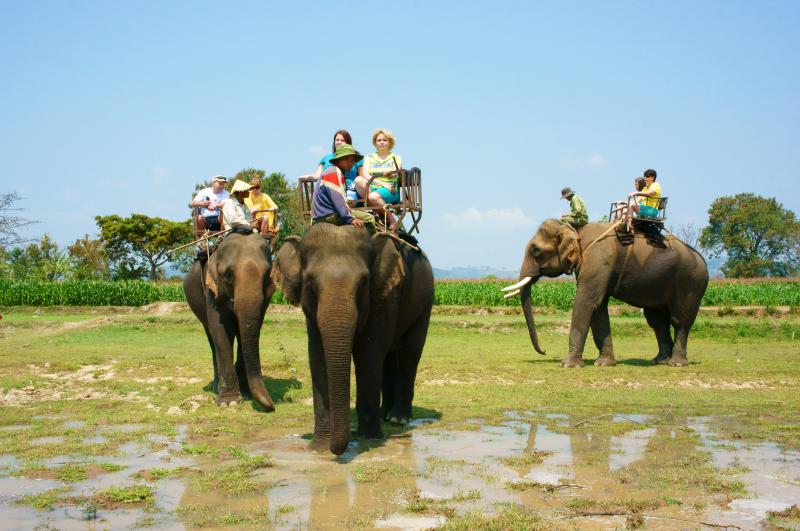 buon me thuot elephants