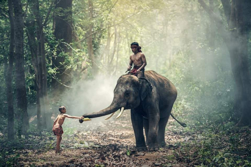 buon me thuot elephants2