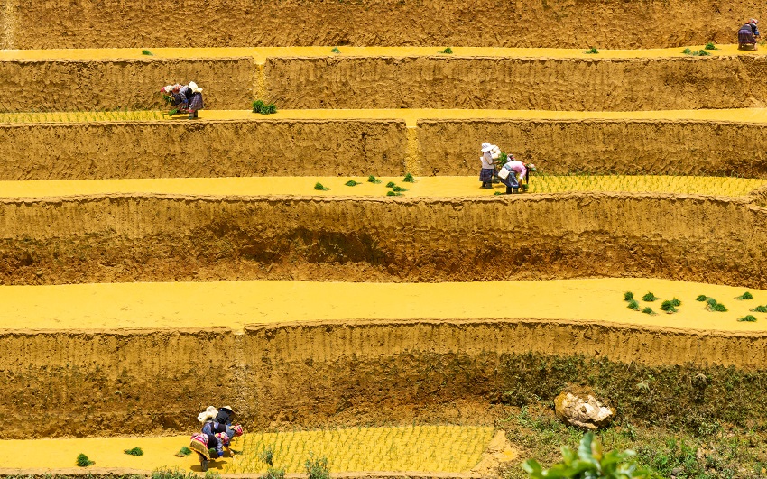 mu cang chai 16 SM