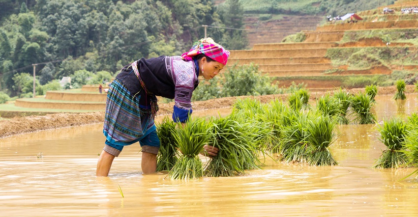 mu cang chai 9 SM