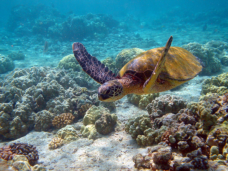 tortue verte ConDao