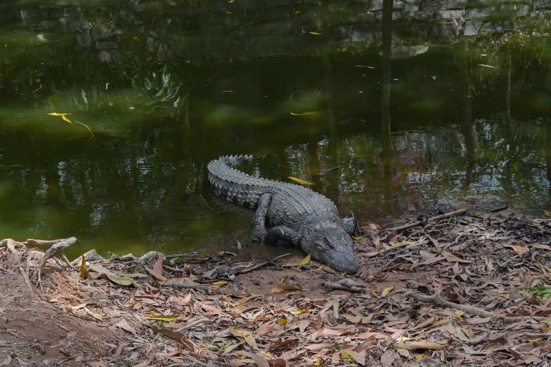 Jour 5 : Randonnée dans le Parc National de Cat Tien à la découverte des crocodiles du marais