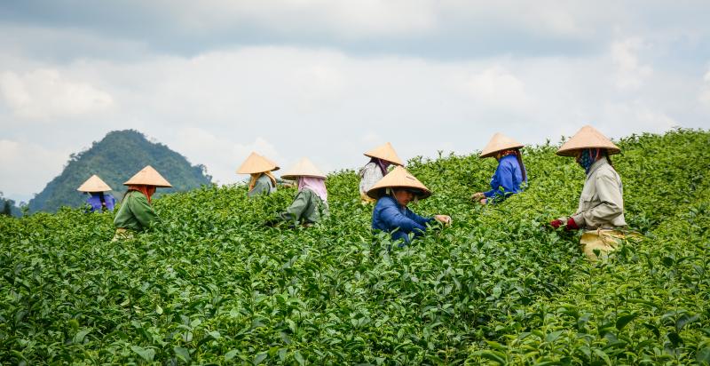 Jour 4 : Excursion à Moc Chau et visite de plantations de thé